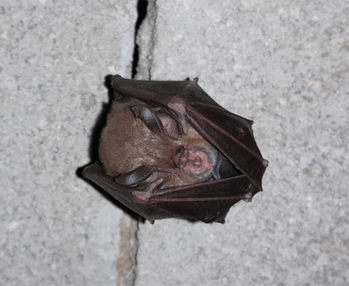 Figure 3. Female of lesser horseshoe bat (R. hipposideros) with juvenile inside the maternity roost.