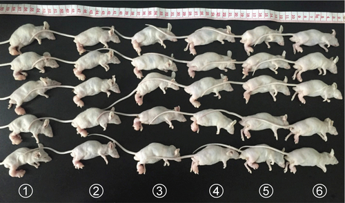Figure S3 The family portrait of all mice in different treatment groups on day 14 postinjection.Note: 1–6 represent NS group, Gem group, P@ (L+) group, Gem-HSA-NPs group, P@-Gem-HSA-NPs (L−) group, and P@-Gem-HSA-NPs (L+) group, respectively.Abbreviations: Gem, gemcitabine; HSA, human serum albumin; NPs, nanoparticles; NS, normal saline; P@, pheophorbide-a.