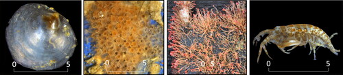 Figure 8. Key early successional fouling species on MRE substrata in Orkney waters include (from left): the saddle oyster Anomia ephippium; colonies of bryozoan such as Celleporina hassalli; the hydroid Ectopleura larynx; and the tube-building amphipod Jassa falcata. Scale bar 0–5 mm.