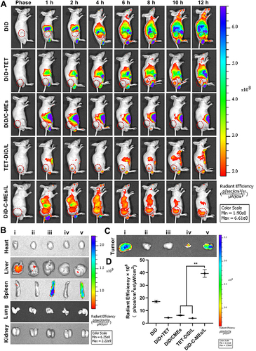 Figure 4 Investigation of biodistribution (A) Distribution of NIR signal on nude mice treated with various DiD-labeled formulations at the predetermined intervals. (B) Fluorescence images of normal organs at 12 h post-injection. (C) Fluorescence images of tumor tissues at 12 h post-injection. (D) Quantitative analysis of fluorescence in the tumor tissues after 12 h of the administration. Data are represented as mean ± SD, n=3. **p < 0.01. (i), (ii), (iii), (iv) and (v) represent DiD, DiD+TET, DiD/C-MEs, TET-DiD/L and DiD-C-MEs/L, respectively.