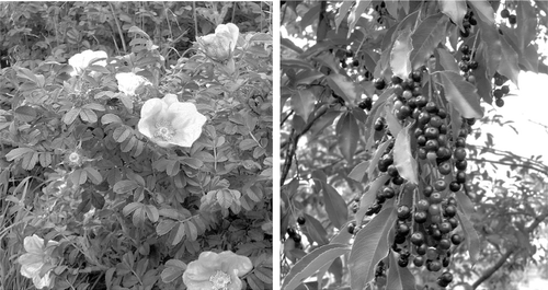 Japanese rose (left) and black cherry (right) are two introductions that have become invasive and a problem in Denmark.Photo: Wikimedia commons.
