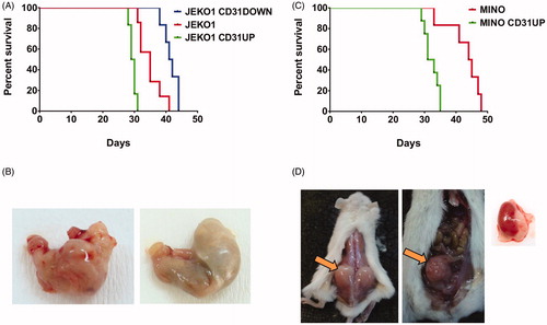 Figure 4. Survival curves of mice after IV xenotransplantation of different MCL clones with manipulated CD31 expression (A, C) and examples of E/E involvement: (B) stomach infiltration (left) by JEKO1-CD31UP cells compared to normal stomach from JEKO1 IV (right), (D) examples of E/E involvement appearing after MINO-CD31UP IV xenotransplant from left to right: infiltration of soft tissues, ovarium and kidney.