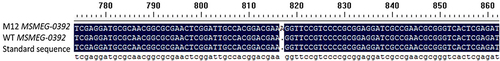 Figure 7 Sequence comparison of MSMEG_0392 products amplified from M12 and M. smegmatis mc2 155 as templates.
