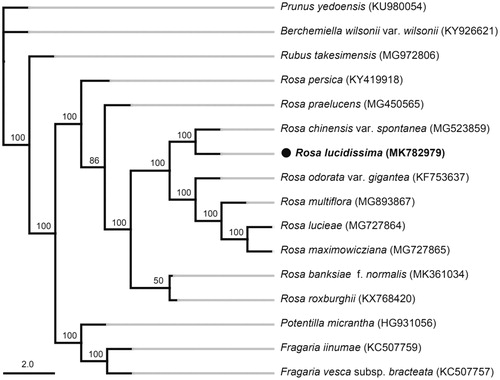 Figure 1. Maximum Likelihood phylogenetic tree of 16 species from rose family based on LSC, SSC, and one IR region of cp genome. Bootstrap support values >50% were shown next to the branches.