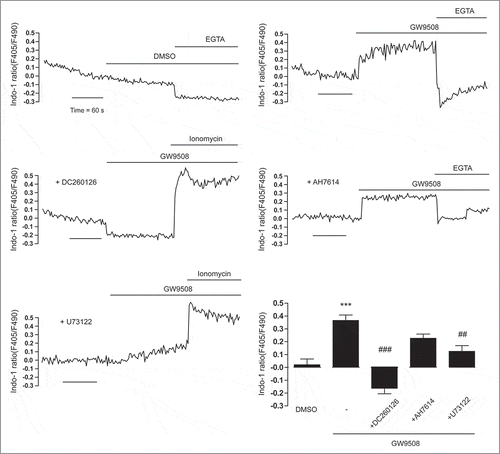 Figure 2. Effect of GPR40 on [Ca2+]i. Calu-3 cells were loaded with indo-1 and suspended in Ca2+-free buffers. After the indicated pretreatments (DC260126 (5 μM; GPR40 antagonist), AH7614 (100 μM; GPR120 antagonist), and U73122 (10 μM; PLC inhibitor) for an hour), GW9508 (5 μM) was added into bathing solutions during continual recording of indo-1 dual fluorescence (emitted at 405 nm and 490 nm). Representative tracings of indo-1 fluorescence ratio (F405/F490) and summary of the data are shown. Data are expressed as means of indo-1 fluorescence ratio (F405/F490) ±S.E.M. (n = 3–6). *** p < 0.001 compared with vehicle-treated group. ## p < 0.01; ### p < 0.001 compared with GW9508-treated group (one-way ANOVA).
