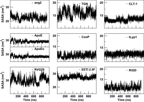 Figure 8 The solvent-accessible surface areas (SASA) of the peptides as a function of simulation time.