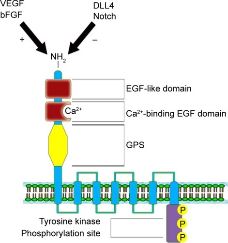 Figure 1 Structure of the ELTD1 receptor. The VEGF/bFGF signaling pathway has a positive effect on ELTD1 expression, while DLL4/Notch pathway determines a reduction in protein expression.Citation60–Citation62