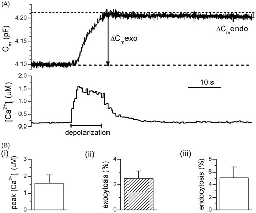 Figure 1. A train of depolarization elevated [Ca2+]i and triggered an increase in the cell membrane capacitance (Cm). (A), Simultaneous measurement of [Ca2+]i (indo-1 fluorometry) and Cm. The cell was whole-cell voltage-clamped at −80 mV. A train of 20 depolarization steps (each to +10 mV for 200 ms) was delivered to activate VGCCs (time indicated by the bar). [Ca2+]i was elevated to ∼1.5 µM and the total increase in Cm (ΔCmexo) is 0.108 pF. At 30 s after the termination of the train of depolarization, the amount of endocytosis (ΔCmendo) was 0.004 pF. (B) The values of (i) peak [Ca2+]i, (ii) exocytosis (ΔCmexo normalized to initial Cm) and (iii) endocytosis at 30 s after the termination of the train of depolarization (ΔCmendo normalized to ΔCmexo) averaged from six experiments.
