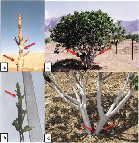 Figure 1. Pruning methods, a. Traditional pruning (Arrows indicate the location of pruned one-year lateral branches). b. Green pruning (The arrow indicates the location of the green pruning.). c. Limb heading back pruning (Arrows indicate the location of pruned limbs.). d. Trunk thinning out pruning (Arrows indicate the location of pruned trunkTSs.)