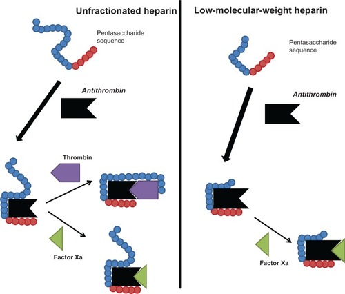 Figure 1 Anticoagulant mechanisms of unfractionated and low-molecular-weight heparins.