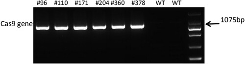 Figure 3. PCR amplicons of partial Cas9 gene by agarose gel electrophoresis in the mutated potatoes. WT, wild-type.