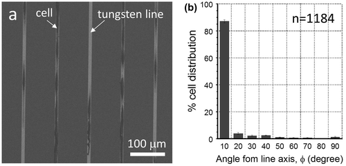 Figure 10. (a) Representative SEM micrographs of a comb structure with 10 μm wide tungsten lines and 90 μm spacing. (b) Plot of percentage cell distribution as a function of angles between the major axis of the nuclei and the metal axis. Parameter n is the total number of cells sampled.