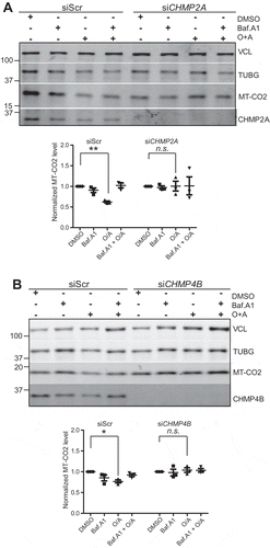 Figure 10. CHMP2A or CHMP4B depletion inhibits PRKN-dependent mitophagic protein degradation. U2-OS cells expressing PRKN were treated with scrambled siRNA or siRNA against CHMP2A (A) or CHMP4B (B) and incubated with or without oligomycin (10 μM), antimycin A (1 μM) and bafilomycin A1 (100 nm) at 37°C for 12 h, and cell lysates were analyzed by SDS-polyacrylamide gel electrophoresis followed by western blotting (middle panel) against MT-CO2. Antibodies against VCL and TUBG were used as loading controls. The V-ATPase inhibitor bafilomycin A1 was used to evaluate the importance of acidification and thus membrane closure for MT-CO2 degradation. Quantifications from 3 independent experiments are shown in the lower panel, with mean values ± SEM indicated. *, p < 0.05; **, p < 0.005.