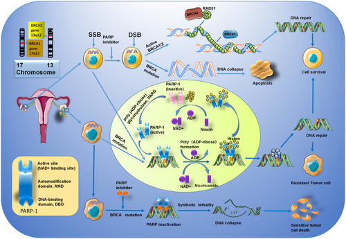 Figure 3 The mechanisms of PARP inhibitors in BRCA-related ovarian cancer. PARP-1 mediates the repair of SSBs through the activation and recruitment of repair enzymes. Counterclockwise: activated PARP-1 detects damaged SSB in DNA and binds to adjacent DNA. Once bound, PARP-1 catalyzes the cleavage of the coenzyme nicotinamide adenine dinucleotide (NAD +) to nicotinamide and ADP-ribose to produce a highly charged branch of high poly (ADP-ribose) (PAR). Repair proteins are recruited to the site of injury to repair damaged DNA. After finishing repair, the PAR chain is degraded by PAR glycohydrolase (PARG). BRCA1/2 genes, located on chromosomes 17 (17q21) and 13 (13q12.3), play an important role in regulating cell cycle and the DNA repair system. The mutated BRCA gene loses its function of repairing DNA, and PARP inhibitors also inhibit the repair of DNA by PARP, thereby promoting tumor cell death.