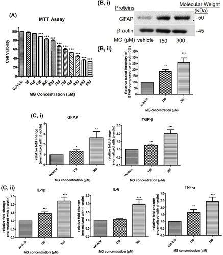 Figure 4 MG reduced cellular viability, increased astrocytic marker and pro-inflammatory cytokines in DITNC1 cells. (A) Cells were treated the indicated concentrations of MG for 24 hours. The cellular viability was found decreased in a dose dependent manner. Results are presented as means ± SEM, ***p < 0.001 versus the vehicle control. (n = 5) (B) GFAP expression of DITNC1 was examined by Western blot and was significantly increased after MG treatment. i Representative blots of GFAP expression at different concentrations of MG in relation to beta-actin. ii Bar graph indicates quantified result in percentage. Results are presented as means ± SEM, **p < 0.01, ***p < 0.001 versus the vehicle control. (n = 10) (C) The mRNA expression of DITNC1 were assessed by RT-PCR. i astrocytic markers, ii pro-inflammatory cytokines. All tested markers were found significantly up-regulated after 24 hours MG treatment. Beta-actin was used as mRNA internal control. Results are presented as means ± SEM, **p < 0.01, ***p < 0.001 versus the vehicle control. (n = 10).