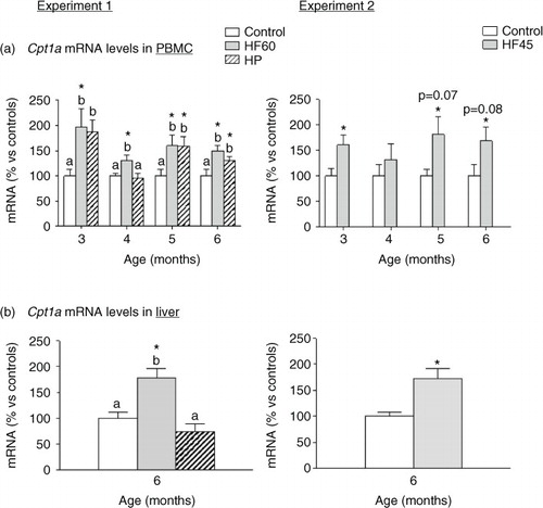 Fig. 5 Cpt1a mRNA gene expression in PBMC (a) in animals of different ages and (b) in liver of 6-month-old animals. Cpt1a mRNA was measured by real-time RT-PCR in animals fed a control, an HF60 or an HP diet (Experiment 1), or a control or an HF45 diet (Experiment 2). Diets were administered to 2-month-old Wistar rats during 4 months. HF and HP diets were offered in isocaloric amounts to control animals and water was offered ad libitum. Results represent mean±SEM (n=5–7) of ratios of specific mRNA levels relative to integrin beta 1 in PBMC and beta-actin in liver, and expressed as a percentage of the value of control group at the age of 3 (for PBMC) or 6 months (for liver) that was set to 100%. Values not sharing a common letter (a, b) are significantly different (one-way ANOVA, p<0.05); no letter indicates no significant differences; *indicates values significantly different versus control animals (Student's t-test, p<0.05 or indicated when different).