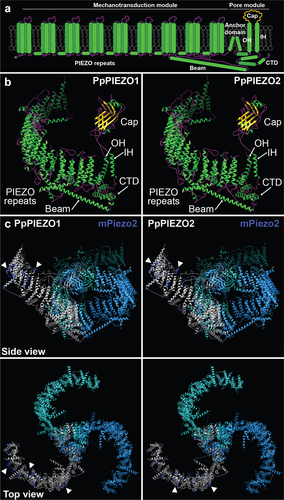 Figure 1. Models of PpPIEZO1 and PpPIEZO2 predicted protein structures. (a) Diagram of a typical PIEZO monomer, based on cryo-EM structures of mPiezo1 and mPiezo2. Not drawn to scale. OH, outer helix; IH, inner helix; CTD, C-terminal domain. (b) Phyre2-generated models of PpPIEZO1 and PpPIEZO2 monomers. Helices, strands/sheets, and coils are depicted in green, yellow, and magenta, respectively. (c) Predicted models of PpPIEZO1 and PpPIEZO2 monomers (gray) superimposed onto one subunit of the mPiezo2 homotrimeric complex (dark blue). The other two subunits of the mPiezo2 complex (light blue and cyan) are shown without the overlay. Models were visualized with UCSF Chimera software.Citation12