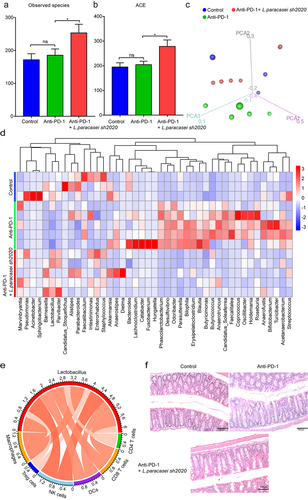 Figure 9. Oral administration of L. paracasei sh2020 improved gut microbiota homeostasis in the context of anti-PD-1 therapy. (a-b) The α-diversity differences between the groups were estimated by the observed species (a), and ACE (b) (n = 3–5). (c) 3D-PCoA analysis of fecal samples based on the Bray-Curtis dissimilarity metric. (d) Community heatmap analysis at the genus level among different treatment groups (n = 3–5). (e) Correlation networks of Lactobacillus and tumor-infiltrating immune cells. (f) Representative images of H&E staining of the colon tissues in each group. ns, no significant difference, *P < .05.