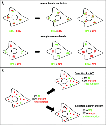 Figure 1 (A) The mtDNA content of a cell's nucleoids will determine cellular heteroplasmy. In a cell containing two mtDNA variants (green and red circles), which are packaged into nucleoids containing 4–5 copies of mtDNA, the mtDNA content of the individual nucleoids will determine the heteroplasmic variability of the cell. If the individual nucleoids are heteroplasmic (top), each carrying both mtDNA variants in roughly equal proportion, the cell's overall heteroplasmy will be 50% green: 50% red. If, however, the individual nucleoids are homoplasmic (i.e., carrying only one type of mtDNA, bottom), the cellular heteroplasmy of the cell and mitotic daughter cells may vary widely. The homoplasmic nucleoid model as shown assumes random genetic drift of the two variants; however, such cells would also be highly susceptible to both selective pressure and replicative advantage. (B) Small shifts in heteroplasmy can rescue mitochondrial function. In heteroplasmic cells carrying high levels mutant mtDNAs with a minority of WT mtDNA above the mutation load threshold, either a small increase in WT mtDNA or a small decrease in mutant mtDNA may have the effect of restoring mitochondrial function. Each circle represents one nucleoid carrying 5 copies of mtDNA (green = WT, red = mutant). If the heteroplasmic cell shown on the left has 9 nucleoids carrying mutant mtDNA and 2 carrying WT mtDNA for a total heteroplasmy of 18% WT: 82% mutant, the cell will be above the phenotypic threshold, resulting in mitochondrial functional deficiency. Selection for WT, adding only two additional WT nucleoids, will push the proportion of WT mtDNA to 31%, pushing the net heteroplasmy below the phenotypic threshold, rescuing mitochondrial function. Selection against mutant mtDNA, removing two nucleoids, pushes the net proportion of WT to 23%, below threshold and also rescuing mitochondrial function.