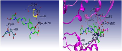 Figure 19. 3D interaction of compound 6 with DNA binding site of topoisomerase IIα. Red dashed lines represent coordinate bond interactions with Mg2+. Red tiny, dashed lines are hydrogen bonding interactions with amino acid Asp 543, and Asp 831. Mg2+ is shown as a nonbonded sphere (crimson red). Residues that are involved in hydrogen bonding are shown in the stick presentation.