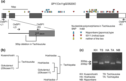 Figure 1. Analysis of the SP1 gene structure in Tachisuzuka and related cultivars. (a) Exon/intron structure of SP1 (Os11g0235200). Boxes indicate exons, and the coding region is shown by the shadow. The nucleotide deletion in Tachisuzuka on the exon/intron boundary is magnified. The positions and the types of the nucleotide polymorphisms in Tachisuzuka are show by arrows (SNPs) and triangles (indels) in three different colors to indicate the types of alleles. The positions of the PCR primers used are also shown (OsSP1-L1, L3, R1, and R3; see Supplementary Table S1 for detail). (b) Genealogy of Tachisuzuka and Tachiayaka (modified from Matsushita et al. Citation2011, Citation2014). (c) PCR analysis to examine the presence of the nucleotide deletion in the SP1 gene of Tachisuzuka, Tachiayaka, and their relatives, with Nipponbare as a control. The primers OsSP1-L3 and R3 that span the deletion were used.