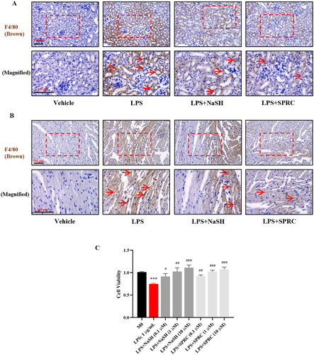 Figure 2. The H2S donors regulate the macrophages recruitment and proliferation in LPS-induced sepsis model. Immunohistochemistry was used to detect F4/80+ macrophages (brown, indicated by red arrows) infiltration in kidney (A) and heart (B) tissues. (C) The cell proliferation rate was detected by CCK8. Data are represented as Mean ± SD. All experiments were repeated triplicate. *p < 0.05, **p < 0.01, ***p < 0.001 vs. M0; #p < 0.05, ##p < 0.01, ###p < 0.001 vs. LPS.