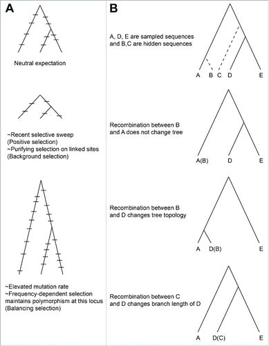 Figure 2. Mutation, selection, and recombination affect the branch lengths and topology of phylogenetic trees. A) Differing selection pressures or mutation rates can lengthen or shorten branch lengths. B) Recombination with an ingroup will not change the tree, while recombination with an outgroup always changes either the topology of the tree or disproportionately changes the length of some branches.