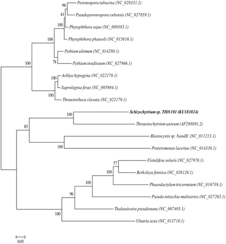 Figure 1. Phylogenetic analyses of Schizochytrium sp. TIO1101. A maximum-likelihood tree was constructed using amino acid of 19 mitochondrial protein-coding genes (nad1, nad3, nad4, nad4L, nad5, nad6, nad7, nad9, atp6, atp9, rps12, rps13, rpl2, rpl14, rpl16, cox1, cox2, cox3 and cob) with 1000 replications of bootstrap re-sampling. GenBank accession numbers are provided after each species name. Organisms in bold text correspond to the species analyzed in this study.