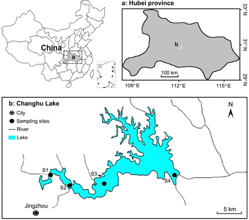 Figure 1. Location of Changhu Lake and four sampling sites in Hubei province, central China.