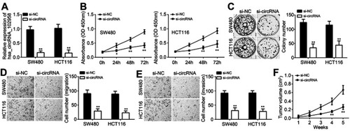 Figure 2 Loss of hsa_circRNA_102958 suppressed proliferation, migration and invasion of colorectal cancer (CRC) cells. (A) Hsa_circRNA_102958 expression was decreased in SW480 and HCT116 cells after transfection with si-circRNA. (B and C) The proliferation was inhibited after hsa_circRNA_102958 silencing as shown by CCK8 and colony formation assays. (D and E) Transwell assay indicated that hsa_circRNA_102958 knockdown suppressed the migration and invasion of SW480 and HCT116 cells. (F) Xenograft experiment indicated that tumor volumes were reduced after hsa_circRNA_102958 silencing. *P<0.05 and **P<0.01.