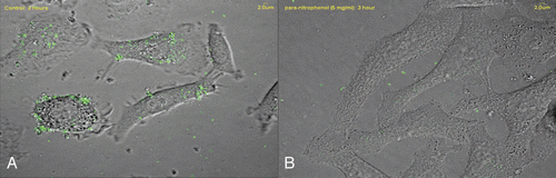 Figure 2 Confocal microscopic images of adhesion of fluorescein isothiocyanate (FITC)-stained Legionella pneumophila to the A549 human alveolar type II pneumocyte cell line in the (A) absence and (B) presence of para-nitrophenol (5 mg/ml).