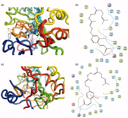 Figure 5. 3D representation of the putative binding mode obtained by docking experiments. (a,b) CA -XII-15-openE (c,d) CA -XII-15-openZ and the relative 2D representation of the complexes stabilising interactions with the binding site residues, with the colour scheme indicated above.