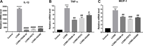 Figure 7 KCa3.1 inhibition of macrophages alleviates MCAECs inflammation induced by LCWE-treated RAW-CM. MCAECs were incubated with RAW264.7 cells-conditioned medium from various groups (Control, LCWE, LCWE+TRAM-34, LCWE+PDTC, LCWE+AG490) for 12 h. Expressions of IL-1β (A), TNF-α (B), MCP-1 (C) at the mRNA levels was examined by qRT-PCR. All results are expressed as the mean ± SD. ***p < 0.001, ****p < 0.0001 versus control group; #p < 0.05, ##p < 0.01, ###p < 0.001, ####p < 0.0001 versus LCWE group.