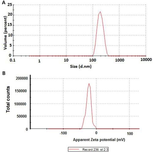 Figure 4 Representative (A) particle size–distribution graph and (B) zeta potential distribution of optimized MZL-SLNs.