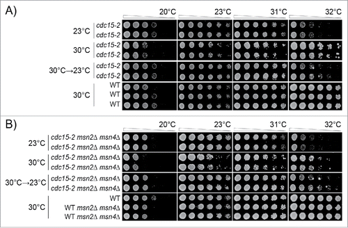 Figure 5. Adaptation to low-level kinase inhibition in cdc15-2 mutants. Diploid strains of different genotypes were analyzed as in Figure 3. Strains were grown for 3 passages at 23°C or 30°C on agar plates, or for 1 passage at 30°C and 2 at 23°C. A) Strains were DDY739; 839, 840, 841, 842. B) Strains were DDY739; 1036, 1037 1038, 1039. All strains shown in each subsection, at each temperature, were grown on single agar plates. Images taken after 24, 48 and 72 hours incubation are shown in Supplementary Figures: 5 and 6, respectively.