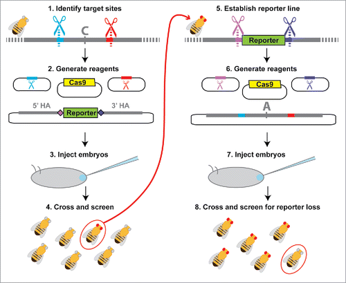 Figure 4. Workflow for 2-stage marker assisted allele swap. (1) Target sites flanking the area to be edited are identified (red and blue) using online tools to identify optimal target sites and search for potential off-target cleavage sites.Citation22,39 (2) Sequences from the selected target sites are then cloned into sgRNA expression plasmids or used to generate in vitro transcribed sgRNAs. Homology arms flanking the region of interest (recommended length ∼1kb) are cloned into the reporter donor plasmid, which contains unique CRISPR target sites (light and dark purple) in place of the genomic target sites (red and blue). (3) Embryos are injected with the donor plasmid, sgRNAs (expression plasmids or in vitro transcribed RNAs) and a source of Cas9 (expression plasmid, mRNA, or protein) unless any of these components is produced by a transgene already present in the host. (4) Adult flies that develop from the injected embryos are collected as virgins and then crossed back to the parental line. F1 progeny emerging from these crosses are screened for the selectable marker, with flies positive for the selectable marker allowed to produce F2 progeny before extracting their DNA for molecular screening. (5) Individuals with the correct reporter gene insertion are made homozygous and the population is expanded for embryo collections. (6) sgRNAs with sequences matching the unique CRISPR target sites introduced with the reporter gene (light and dark purple) as well as a plasmid containing the original CRISPR target sites and the edited version of the original sequence are prepared. (7) Flies carrying the reporter at the locus of interest are injected for the second allele swap step. (8) Because the selectable marker is dominant, adult flies developing from injected embryos must be crossed back to either the original parental line from step (1) or to a balancer line (if available) for screening. Progeny from this cross that do not show expression of the selectable marker are then crossed and analyzed with molecular tests to determine whether they contain the desired editing events.