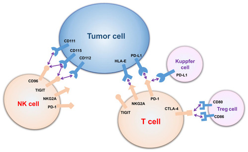 Figure 2 Interaction between tumor cells and immune cells by immune checkpoints. T cells and NK cells express various immune checkpoints, which can bind to ligands on tumor cells, Treg cells and Kupffer cells and be inhibited (CD96 binds to CD111 and CD115; TIGHT binds to CD115 and CD112; NKG2A binds to HLA-E; PD-1 binds to PD-L1; and CTLA-4 binds to CD80 and CD86).Abbreviations: PD-1, programmed death-1; CTLA-4, cytolytic T lymphocyte-associated antigen-4; NKG2A, natural killer cell group 2A; TIGIT, T-cell immunoglobulin and ITIM domain; HLA-E, human leukocyte antigen-E.