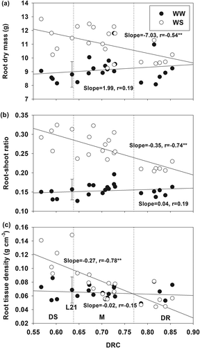 Figure 3. Relationships of root dry mass (a), root-shoot ratio (b) and root tissue density (c) with drought resistance coefficient (DRC) under well-watered (WW) and water-stressed (WS) conditions. DS, drought-sensitive; M, moderate; DR, drought-resistant. The error bar indicates the least significant difference (P < 0.05) between drought treatment × genotype (n = 12). **, Significant at the 0.05 probability levels