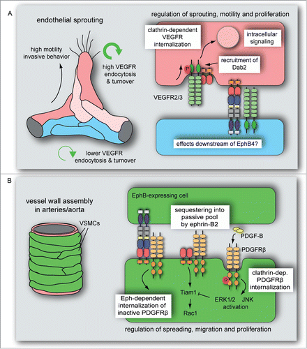 Figure 3. Ephrin-B2 modulates VEGF- and PDGF receptors endocytosis in vascular cells. (A) VEGFR endocytosis and turnover is higher in sprouting cells compared to established vessels. Ephrin-B2 and its interacting partners, the clathrin-associated sorting protein Dab2 and the cell polarity regulator PAR-3, control VEGFR activity, clathrin-dependent VEGFR internalization and downstream intracellular signal transduction. These interactions and activities dynamically regulate vascular endothelial cell sprouting, motility and proliferation. It is currently unknown whether VEGF signaling is also modulated by processes downstream of EphB4. (B) PDGF-B-induced PDGFRβ activation leads to clathrin-dependent PDGFRβ internalization followed by ERK1/2 and JNK activation in VSMCs. This process is limited by ephrin-B2, which sequesters PDGFRβ into a caveolin-dependent, passive pool and positively regulates Tiam1 expression and Rac1 activation. Eph-dependent ephrin-B2 internalization in interacting VSMCs induces the endocytosis of inactive (unphosphorylated) PDGFRβ. PDGF-induced ERK1/2 activation counteracts Tiam1 expression, which reduces VSMC spreading, migration and proliferation.