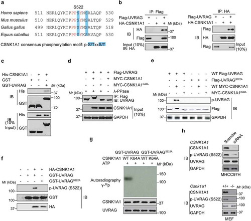 Figure 4. CSNK1A1 phosphorylates UVRAG at S522. (a) UVRAG consensus phosphorylation site (shown in blue) corresponding to the CSNK1A1 consensus motifs S/TXXS/T are presented. These consensus phosphorylation sites are exactly located within the consensus sequences of PPxY. (b) Flag-UVRAG was present in the HA-CSNK1A1 immunocomplex. Lysates were extracted from 293T cells transiently co-transfected with Flag-UVRAG and HA-Vector and HA-CSNK1A1, and immunoprecipitation was performed. (c) In vitro GST affinity-isolation assay as indicated. (d) Immunoprecipitation and immunoblot analysis of lysates from HEK293T cells expressing WT Flag-UVRAG and MYC-CSNK1A1 or MYC-CSNK1A1K46A with or without the phosphatase λ-PPase. GAPDH serves as a loading control throughout. (e) Immunoblot analysis of UVRAG and CSNK1A1 in lysates of HEK293T cells expressing WT Flag-UVRAG or Flag-UVRAGS522A and WT MYC-CSNK1A1 or MYC-CSNK1A1K46A. (f) Immunoblot analysis of phosphorylated p-UVRAG (S522) and total UVRAG and CSNK1A1 in HEK293T cell lysates. (g) In vivo kinase assay was carried out using UVRAG and its mutant proteins in the presence of labeled 32P-ATP and detected by SDS-PAGE and autoradiography. (h) The endogenous UVRAG phosphorylation in the Csnk1a1+/+ and csnk1a1−/- MEFs or MHCC97H cell lines with CSNK1A1 knockdown was examined using p-S522-UVRAG antibody.