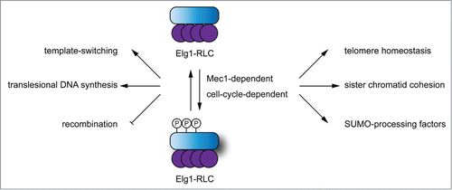 Figure 1. A schematic representation of the roles that Elg1 plays in promoting genome stability.