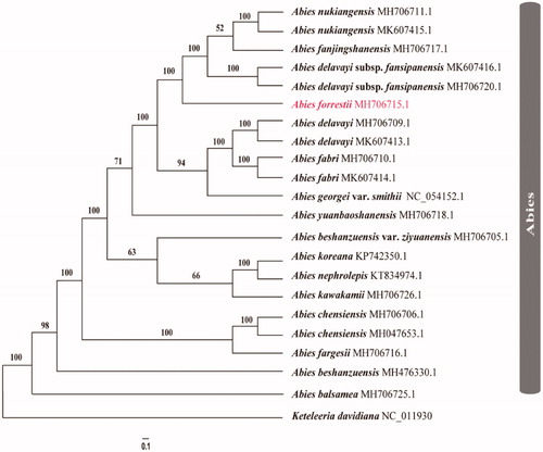 Figure 1. Phylogram of Abies forrestii obtained from the maximum likelihood analysis of the whole chloroplast genome sequences. Numbers on branches are support values [maximum likelihood bootstrap values (BSML).