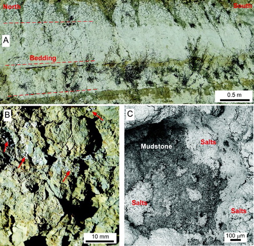 Figure 3. Characteristics of Bannockburn Formation at Springvale. A, Outcrop photograph in a road cut, showing subtle bedding (red dashed lines) and desiccation cracking especially in the top bed. B, Close-up view of desiccation cracking, with scattered white evaporite mineral encrustations (red arrows). C, Backscattered electron image of exposed surface of mudstone outcrop, with salt encrustations (mostly halite) after a spring rain event.
