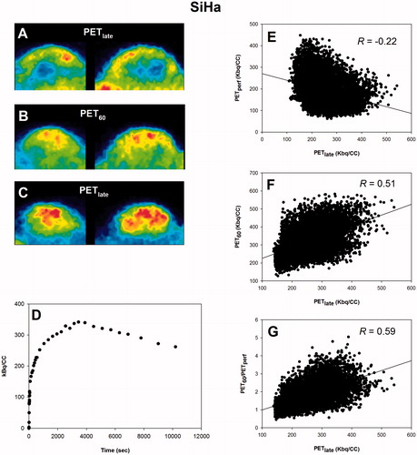 Figure 3. Scatterplot analysis for SiHa. (A–C): PET images in two dimensions showing the time-dependent development of the intratumoral FAZA distribution in an SiHa back tumor. (D): whole-tumor TAC showing the distribution over time in average tumor tracer signal. (E): voxel-by-voxel correlation between late (PETlate: 160–180 min PI) and early (PETperf: 0–10 min PI) FAZA signal. (F): voxel-by-voxel correlation between PETlate and FAZA signal 60 min PI (PET60). (G): voxel-by-voxel correlation between PETlate and PET60 normalized to a perfusion surrogate measure derived as the average signal from 0 to 10 min PI (PET60/PETperf). FAZA: 18F-azomycin arabinoside; PET: positron emission tomography; PI: post-injection; TAC: time–activity curve.