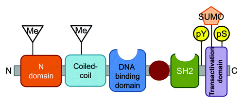 Figure 1. Anatomy of a STAT. STAT proteins in general consist of six domains. Post-translational modifications (PTM) that have been shown to have physiologic relevance are depicted. Note that some STATs (notably STAT5 and STAT6) lack a canonical phosphoserine site, but instead have several non-homologous serines that have varied functions in transcriptional regulation.