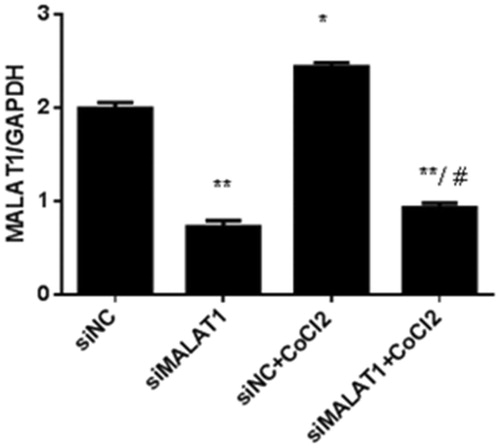 Figure 4. The effect of MALAT1 siRNA on MALAT1 expression in CoCl2-treated HK2 cells. HK2 cells were transfected with siRNA for MALAT1 (siMALAT1) or non-sense control siRNA as a control treatment (siNC). Twenty-four hours after transfection, HK2 cells were treated with normal media or 200 µmol/L CoCl2 for 3 h. The expression of MALAT1 was analyzed by RT-PCR, and the ratio of MALAT1/GAPDH was normalized to the control group. Data are representative of three independent experiments performed in triplicate. *p < .05 vs the siNC group; **p < .01 vs the siNC group; #p < .05 vs the siNC + CoCl2 group.
