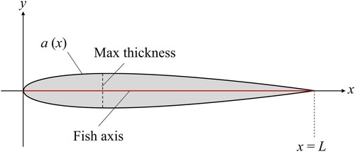 Figure 1. Reference shape of the cyprinid fish. The contours ±a(x) are parametrised by eq. (2).