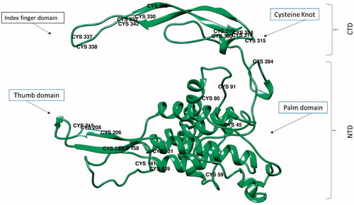 Figure 1. Distribution of 24 Cysteine residues over different domains of Wnt3 protein structure. The finger like domain, including Cysteine knot and thumb domain are Cysteine hotspots. The position of Cysteine residues in the protein structure gives the clue about disulfide bonds importance in the stability of critical Wnt protein domains (NTD: N-terminal domain; CTD: C-terminal domain).