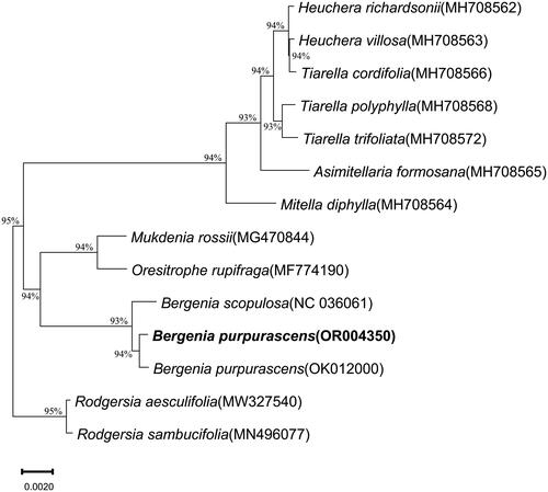 Figure 3. Phylogenetic relationships of Bergenia purpurascens inferred from maximum likelihood (ML) analysis. Numbers beside the node indicate bootstrap support values. The following sequences were used: B. purpurascens OR004350 (this study), OK012000 (Chen et al. Citation2022), B. scopulosa NC036061 (Bai et al. Citation2017), Heuchera richardsonii R.Br. 1823 MH708562, Heuchera villosa Michx. 1803 MH708563, Tiarella cordifolia L. 1753 MH708566, Tiarella polyphylla D. Don. 1825 MH708568, Tiarella trifoliata L. 1753 MH708572, Asimitellaria formosana R.A. Folk & Y. Okuyama. 2021 MH708565, Mitella diphylla L. 1753 MH708564, Mukdenia rossii Koidz. 1935 MG470844, Oresitrophe rupifraga Bunge 1835 MF774190, R. aesculifolia MW327540, R. sambucifolia MN496077 (Yang et al. Citation2022).