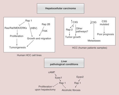 Figure 6. Functions of Rap proteins and its GEFs in hepatocellular carcinoma or other liver pathologies.This scheme summarizes the most relevant actions of Rap1/2 and their main GEFs, Epac and C3G, in different liver pathological contexts. Upper left panel shows both the anti- and pro-tumorigenic effect of Rap1, as well as that of Rap2B promoting tumor growth and migration in human HCC cell lines. The potential implication of Ras/ERKs cascade and FAK is also indicated. Upper right panel reflects the positive or negative correlation between C3G levels in human patients’ samples and HCC initiation or progression, respectively. Rap2 could mediate C3G pro-tumorigenic effect, although other mechanisms are possible. The relationship between C3G gene mutations and a poor prognosis is also included. Lower panel shows the antagonist contribution of Epac1 and Epac2 proteins in ALF and other effects of Epac1/Rap1 in the partial hepatectomy response.ALF:Alcoholic liver fibrosis;HCC:Hepatocellular carcinoma.